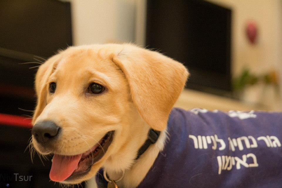 Photo 2 from ISRAEL GUIDE DOG CENTER FOR THE BLIND